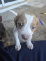 "Maple" , a female Brittany for sale in Stuart, FL – Photo 3 of 7