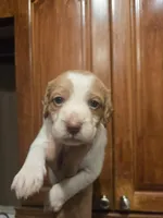 "Maple" , a female Brittany for sale in Stuart, FL – Photo 6 of 7
