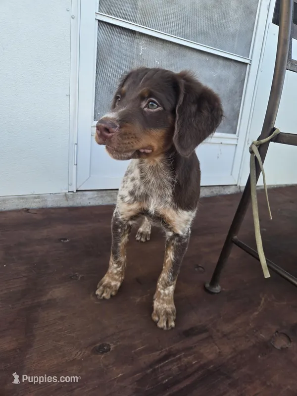 "Rye"  – Brittany puppy for sale in Stuart, FL