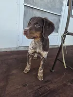 "Rye" , a male Brittany for sale in Stuart, FL – Photo 1 of 9