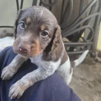 "Rye" , a male Brittany for sale in Stuart, FL – Photo 4 of 9