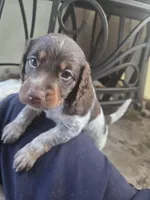 "Rye" , a male Brittany for sale in Stuart, FL – Photo 4 of 7