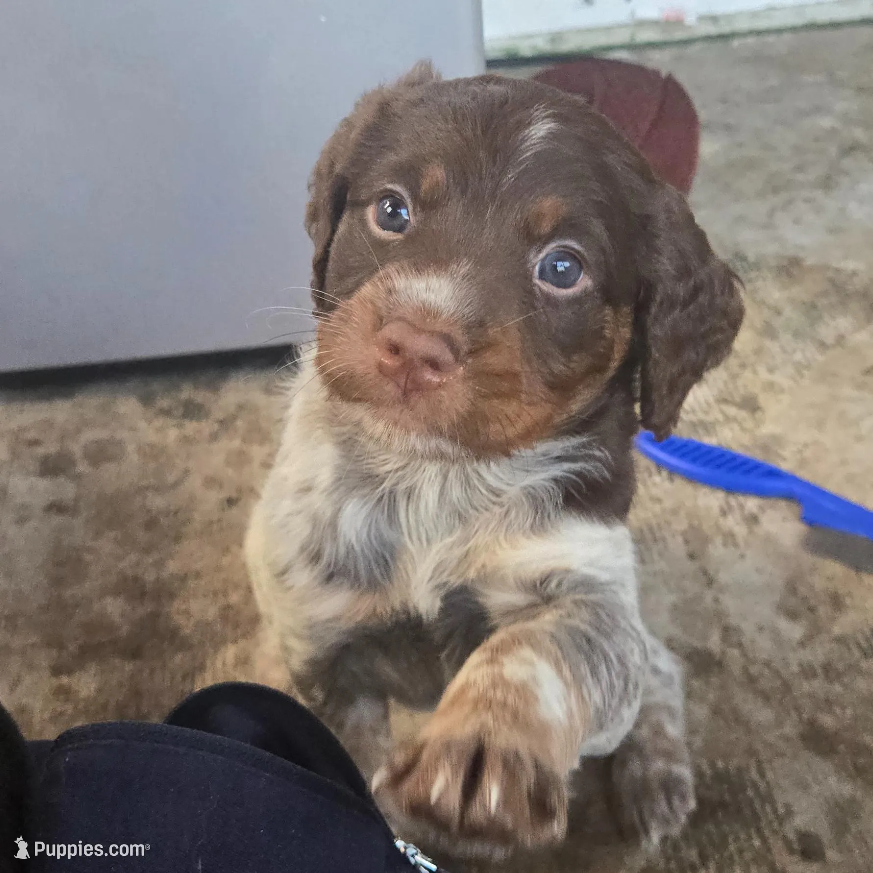 "Rye" , a male Brittany for sale in Stuart, FL – Photo 3 of 7