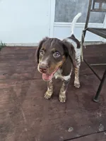 "Rye" , a male Brittany for sale in Stuart, FL – Photo 3 of 9