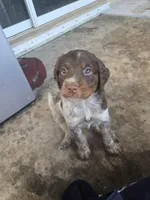 "Rye" , a male Brittany for sale in Stuart, FL – Photo 1 of 7