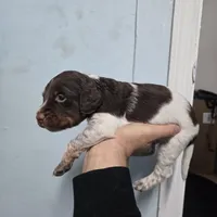 "Rye" , a male Brittany for sale in Stuart, FL – Photo 9 of 9