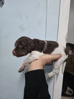 "Rye" , a male Brittany for sale in Stuart, FL – Photo 7 of 7