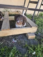 "Rye" , a male Brittany for sale in Stuart, FL – Photo 5 of 9