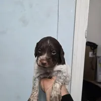 "Rye" , a male Brittany for sale in Stuart, FL – Photo 8 of 9