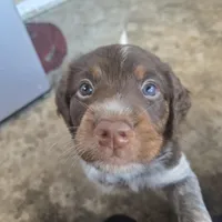 "Rye" , a male Brittany for sale in Stuart, FL – Photo 6 of 9