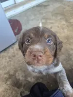 "Rye" , a male Brittany for sale in Stuart, FL – Photo 2 of 7