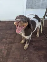 "Rye" , a male Brittany for sale in Stuart, FL – Photo 2 of 9