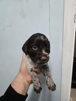 Honey , a female Brittany for sale in Stuart, FL – Photo 6 of 9