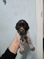 Honey , a female Brittany for sale in Stuart, FL – Photo 5 of 9
