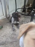 Honey , a female Brittany for sale in Stuart, FL – Photo 2 of 9