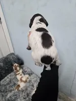 Honey , a female Brittany for sale in Stuart, FL – Photo 7 of 9