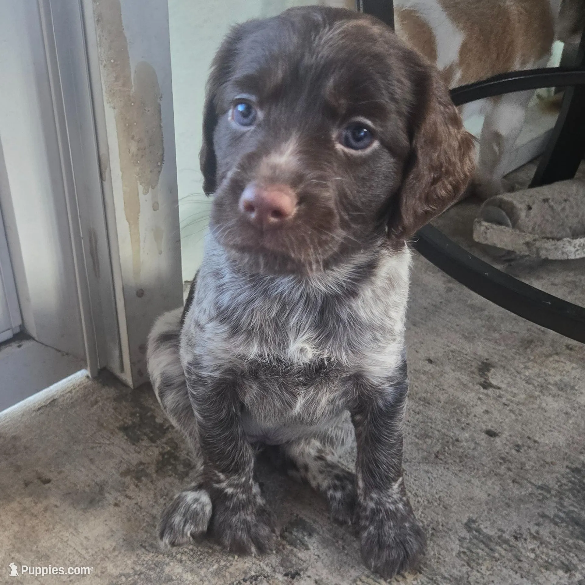 Honey , a female Brittany for sale in Stuart, FL – Photo 3 of 9
