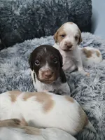 Honey , a female Brittany for sale in Stuart, FL – Photo 9 of 9