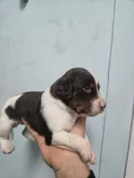"Oakley" , a male Brittany for sale in Stuart, FL – Photo 5 of 7