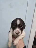 "Oakley" , a male Brittany for sale in Stuart, FL – Photo 7 of 7