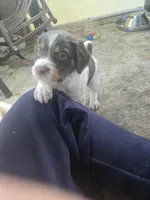 "Oakley" , a male Brittany for sale in Stuart, FL – Photo 2 of 7