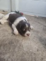 "Oakley" , a male Brittany for sale in Stuart, FL – Photo 3 of 7
