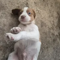 "Chili" , a male Brittany for sale in Stuart, FL – Photo 6 of 9