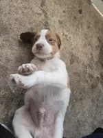 "Chili" , a male Brittany for sale in Stuart, FL – Photo 4 of 8