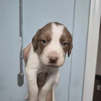 "Chili" , a male Brittany for sale in Stuart, FL – Photo 7 of 9