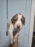 "Chili" , a male Brittany for sale in Stuart, FL – Photo 5 of 8