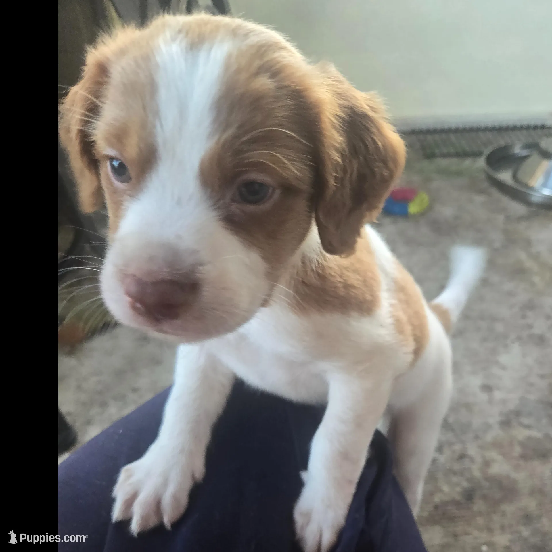 "Chili" , a male Brittany for sale in Stuart, FL – Photo 2 of 8