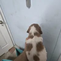 "Chili" , a male Brittany for sale in Stuart, FL – Photo 9 of 9