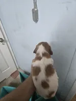 "Chili" , a male Brittany for sale in Stuart, FL – Photo 8 of 8