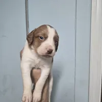 "Chili" , a male Brittany for sale in Stuart, FL – Photo 5 of 9