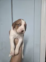 "Chili" , a male Brittany for sale in Stuart, FL – Photo 6 of 8