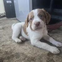 "Chili" , a male Brittany for sale in Stuart, FL – Photo 2 of 9
