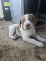 "Chili" , a male Brittany for sale in Stuart, FL – Photo 1 of 8