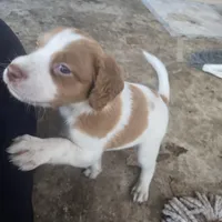 "Chili" , a male Brittany for sale in Stuart, FL – Photo 4 of 9