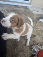 "Chili" , a male Brittany for sale in Stuart, FL – Photo 3 of 8