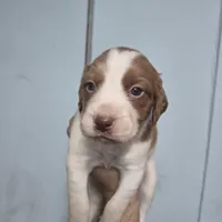 "Chili" , a male Brittany for sale in Stuart, FL – Photo 8 of 9