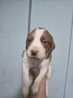 "Chili" , a male Brittany for sale in Stuart, FL – Photo 7 of 8