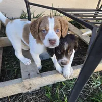 "Chili" , a male Brittany for sale in Stuart, FL – Photo 1 of 9