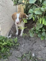 "Cedar" , a male Brittany for sale in Stuart, FL – Photo 1 of 10