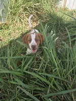 "Cedar" , a male Brittany for sale in Stuart, FL – Photo 3 of 10