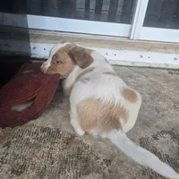 "Cedar" , a male Brittany for sale in Stuart, FL – Photo 8 of 10