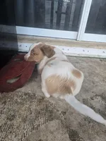 "Cedar" , a male Brittany for sale in Stuart, FL – Photo 4 of 7