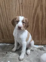 "Cedar" , a male Brittany for sale in Stuart, FL – Photo 4 of 10