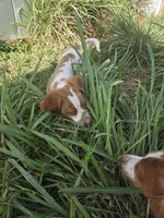 "Cedar" , a male Brittany for sale in Stuart, FL – Photo 2 of 10