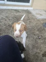 "Cedar" , a male Brittany for sale in Stuart, FL – Photo 2 of 7