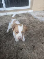 "Cedar" , a male Brittany for sale in Stuart, FL – Photo 3 of 7